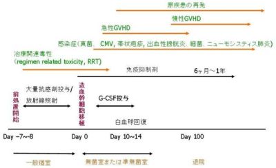 造血幹細胞移植の流れと合併症の発症時期